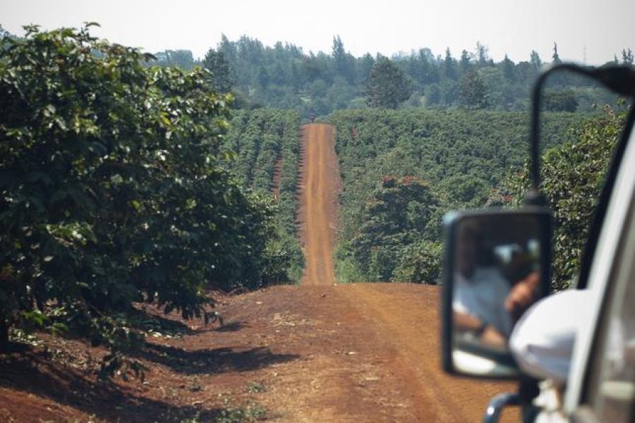 Karunguru Coffee Estate