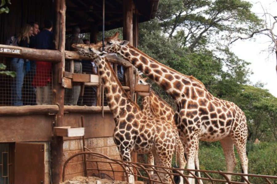 Giraffe Centre